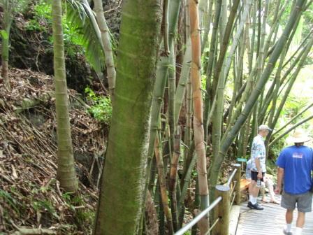 Boardwalk Botanical Gardens in Hawaii